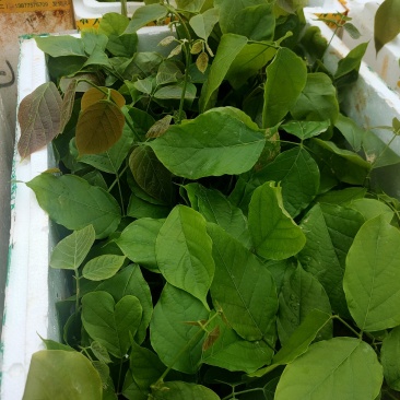 鸡血藤苗批发，广西品种