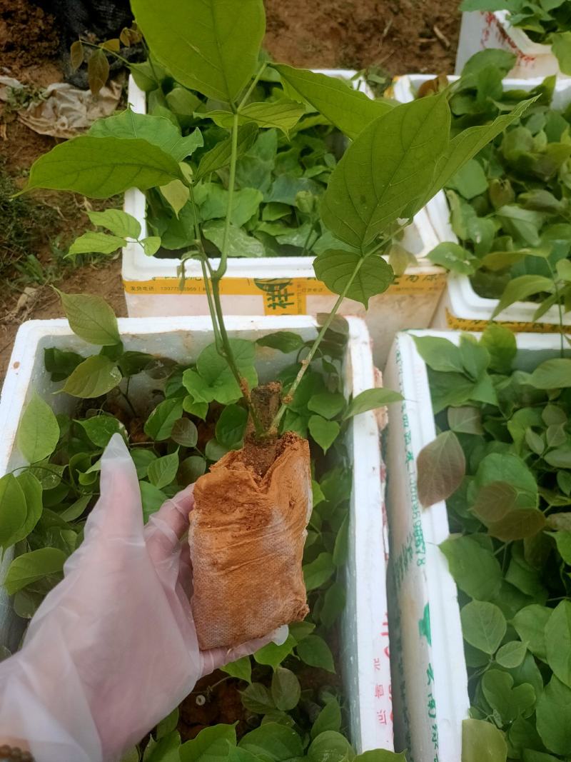 鸡血藤苗批发，广西品种