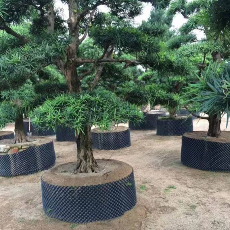 控根器厂家直销加厚黑色塑料阻根板围树板植树盆景控限根器