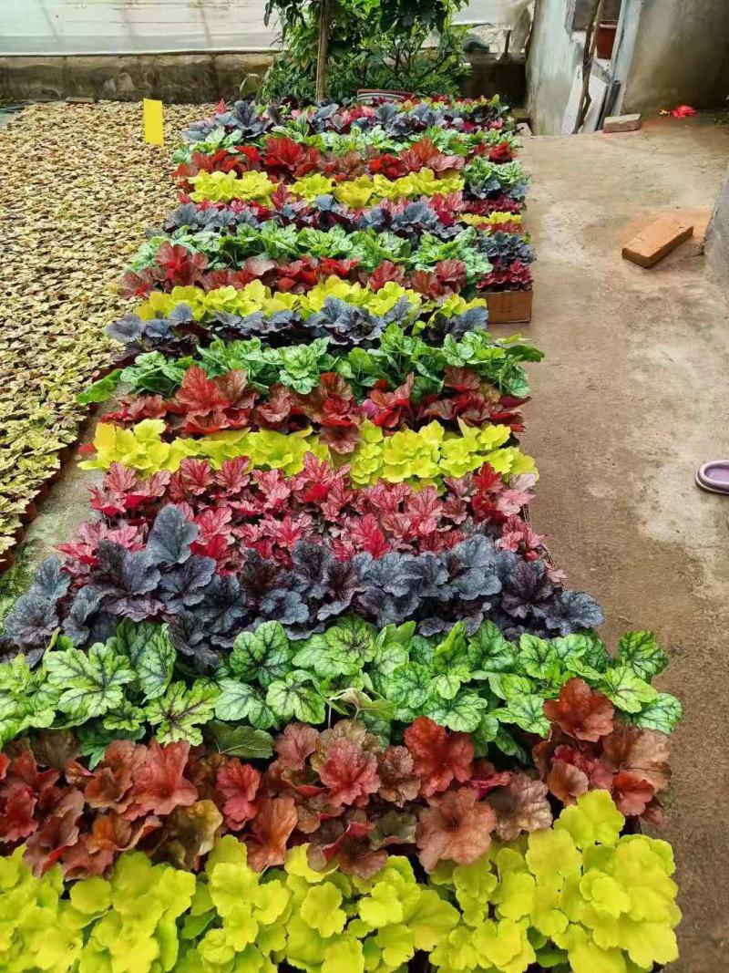 矾根多色矾根批发双色盆矾根种植基地