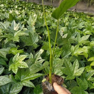 八角金盘营养钵装八角金盘种植基地