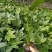八角金盘营养钵装八角金盘种植基地