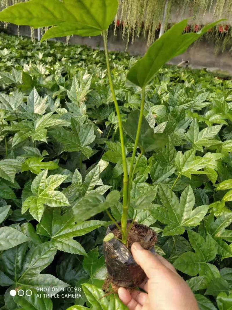 八角金盘营养钵装八角金盘种植基地