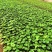 八角金盘营养钵装八角金盘种植基地