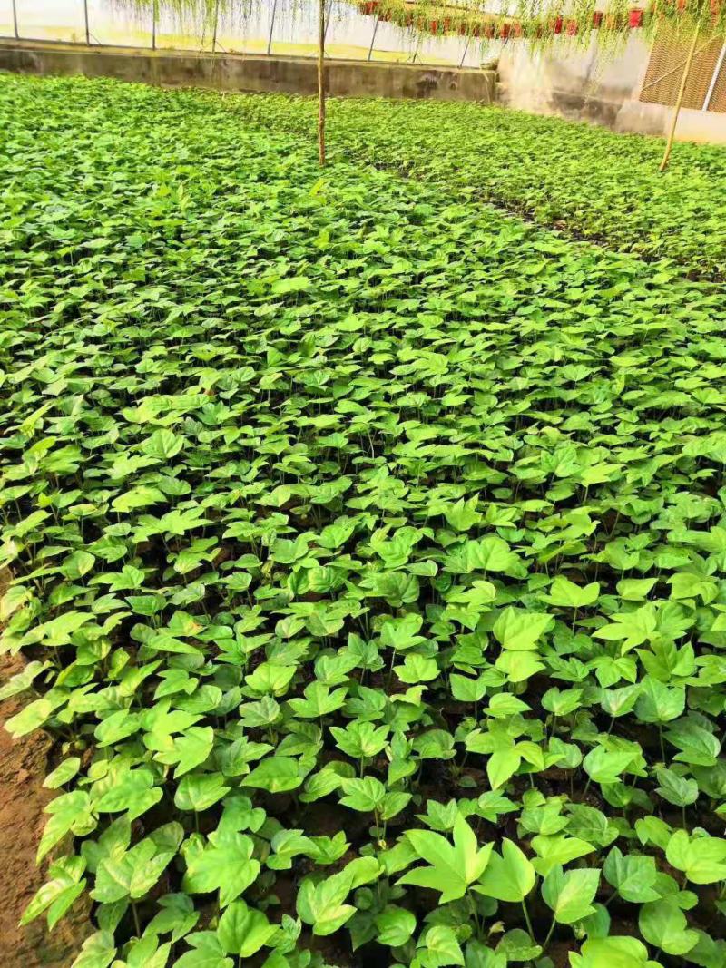 八角金盘营养钵装八角金盘种植基地