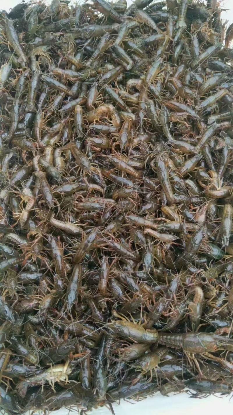优质虾苗全国配送活力好体质强全国各地均可发货，货到付款