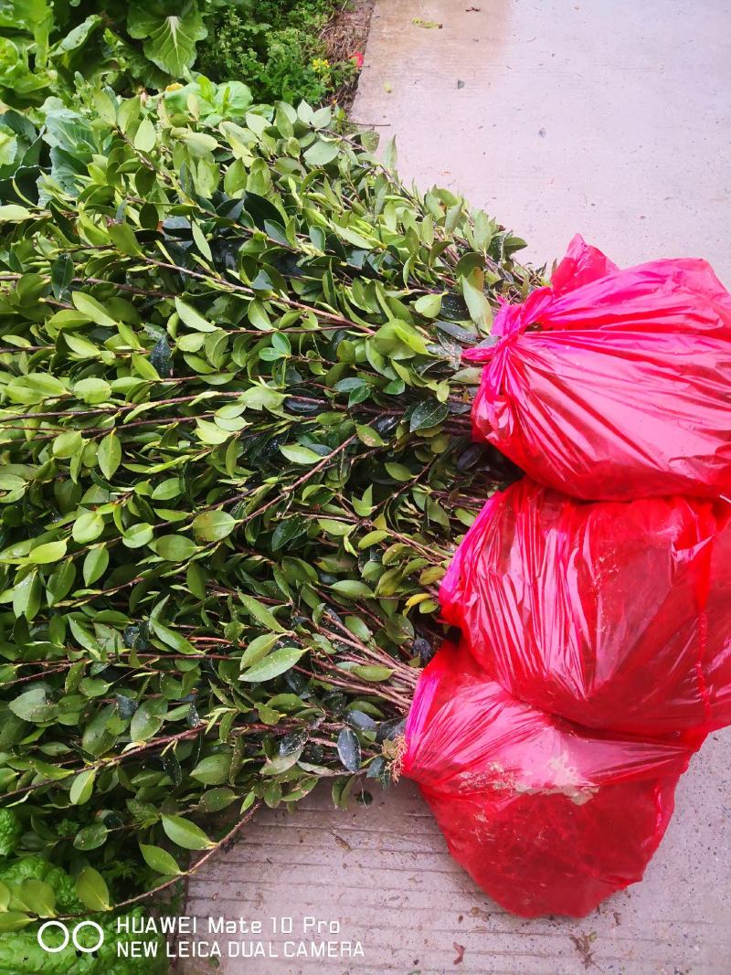 大量供应大果油茶苗，基地直销，质量保证，价格优惠