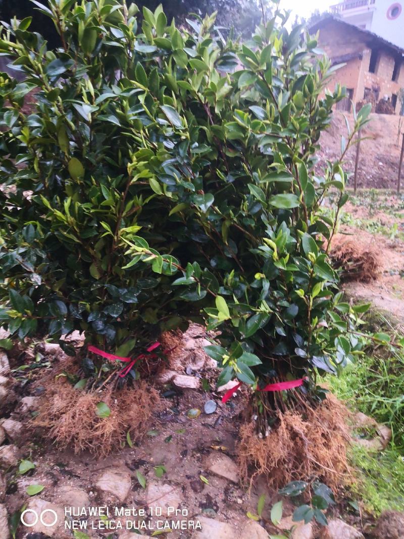 大量供应大果油茶苗，基地直销，质量保证，价格优惠