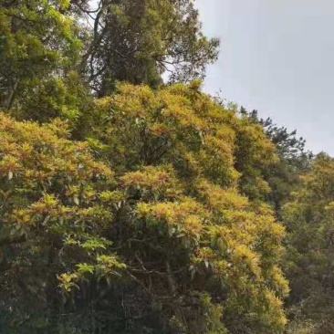 良岗山上养的蜜蜂采出的冬蜜