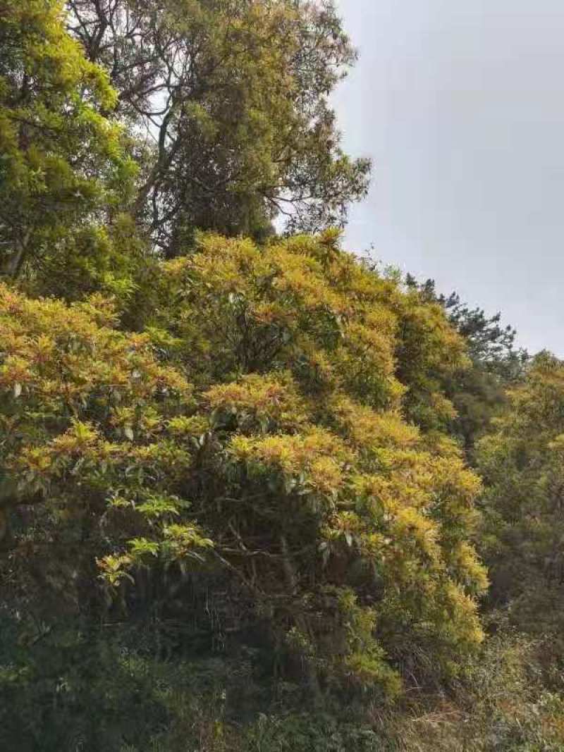 良岗山上养的蜜蜂采出的冬蜜