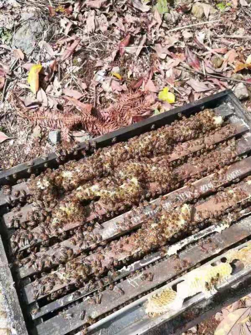 良岗山上养的蜜蜂采出的冬蜜