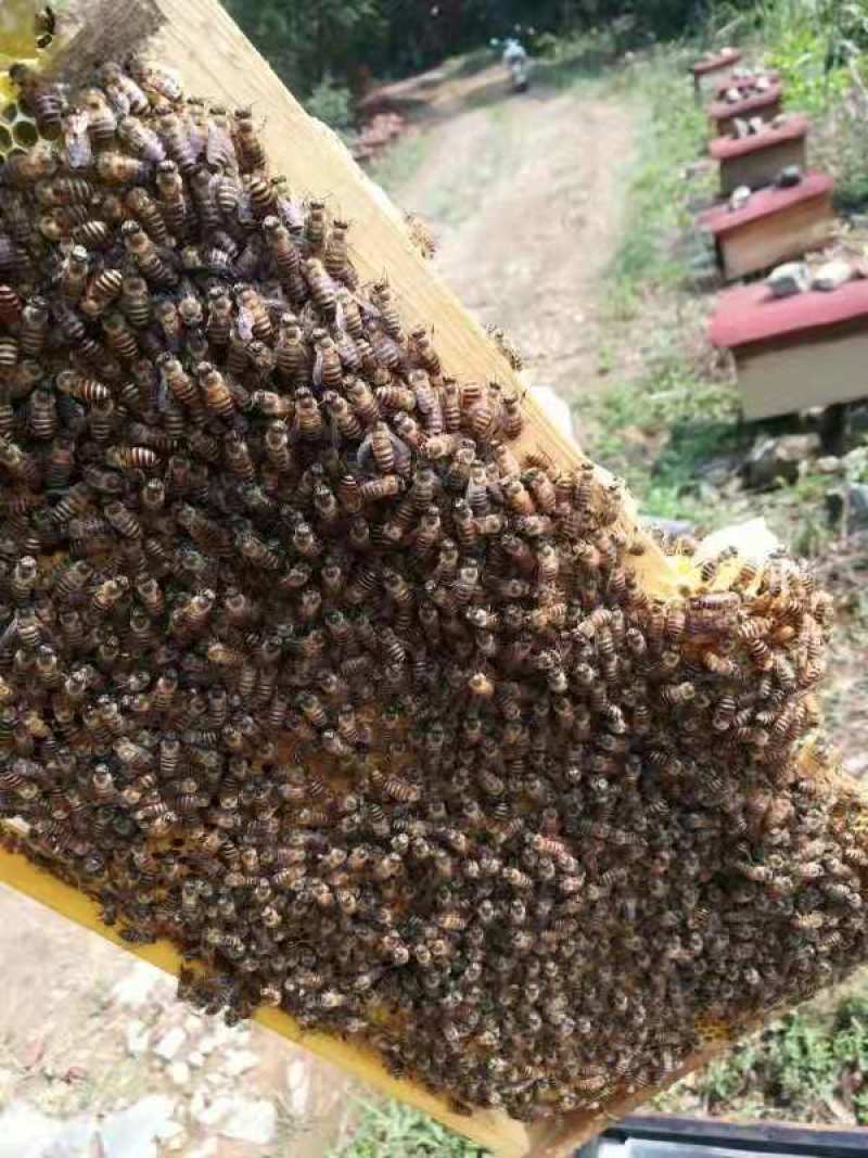 良岗山上养的蜜蜂采出的冬蜜