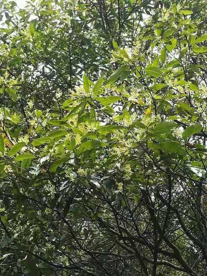 良岗山上养的蜜蜂采出的冬蜜