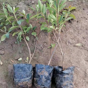 毛鹃杜鹃花营养钵毛鹃