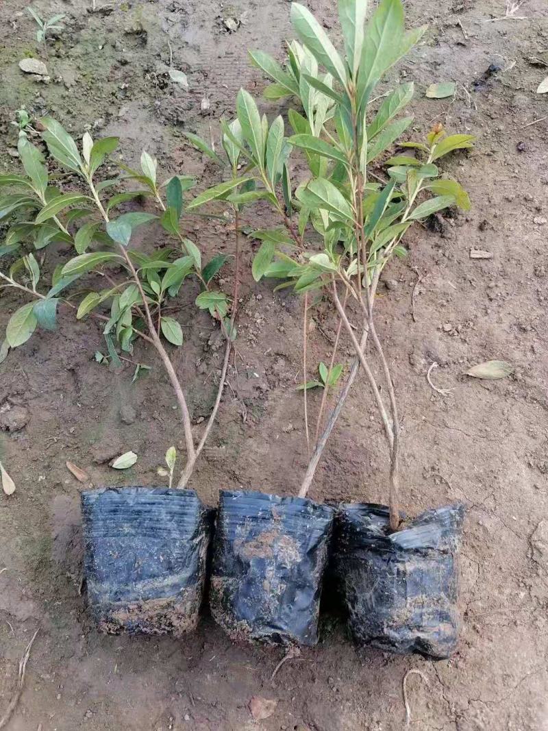 毛鹃杜鹃花营养钵毛鹃