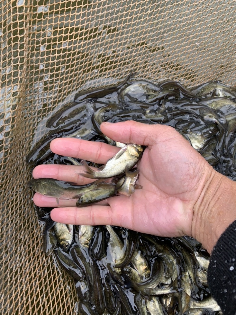 花鲢鱼苗黑鲢鱼苗大头鱼苗鳙鱼放生鱼苗麻鲢胖头鱼苗