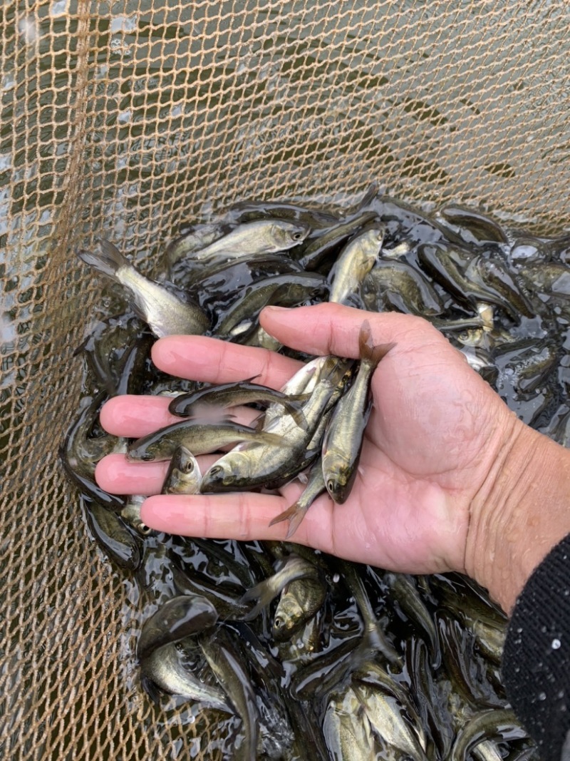 花鲢鱼苗黑鲢鱼苗大头鱼苗鳙鱼放生鱼苗麻鲢胖头鱼苗