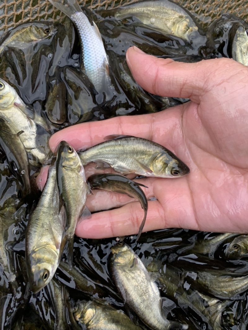 花鲢鱼苗黑鲢鱼苗大头鱼苗鳙鱼放生鱼苗麻鲢胖头鱼苗