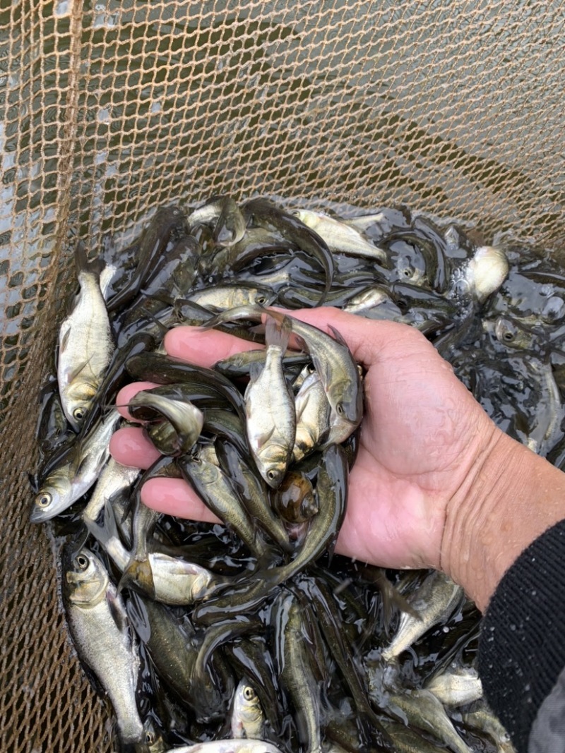 花鲢鱼苗黑鲢鱼苗大头鱼苗鳙鱼放生鱼苗麻鲢胖头鱼苗