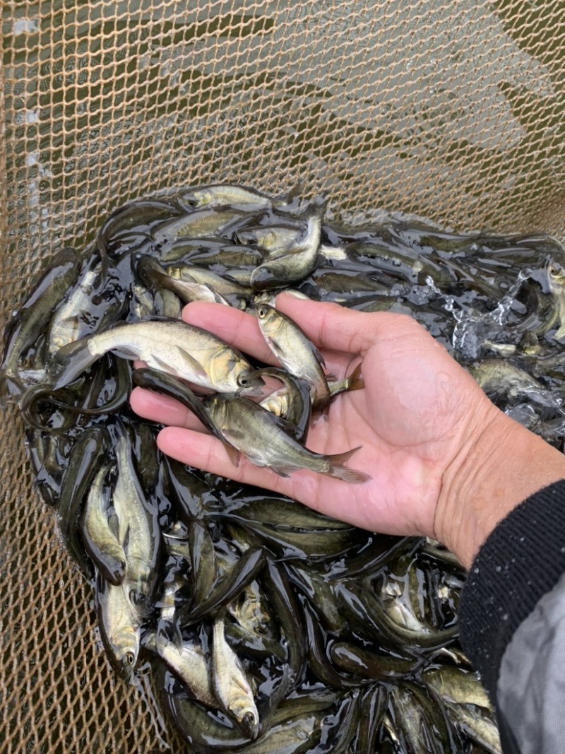 花鲢鱼苗黑鲢鱼苗大头鱼苗鳙鱼放生鱼苗麻鲢胖头鱼苗