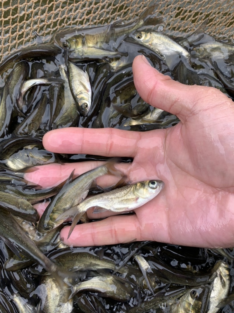 花鲢鱼苗黑鲢鱼苗大头鱼苗鳙鱼放生鱼苗麻鲢胖头鱼苗