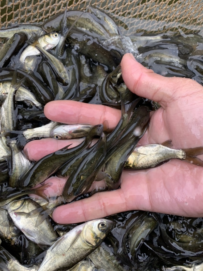 花鲢鱼苗黑鲢鱼苗大头鱼苗鳙鱼放生鱼苗麻鲢胖头鱼苗
