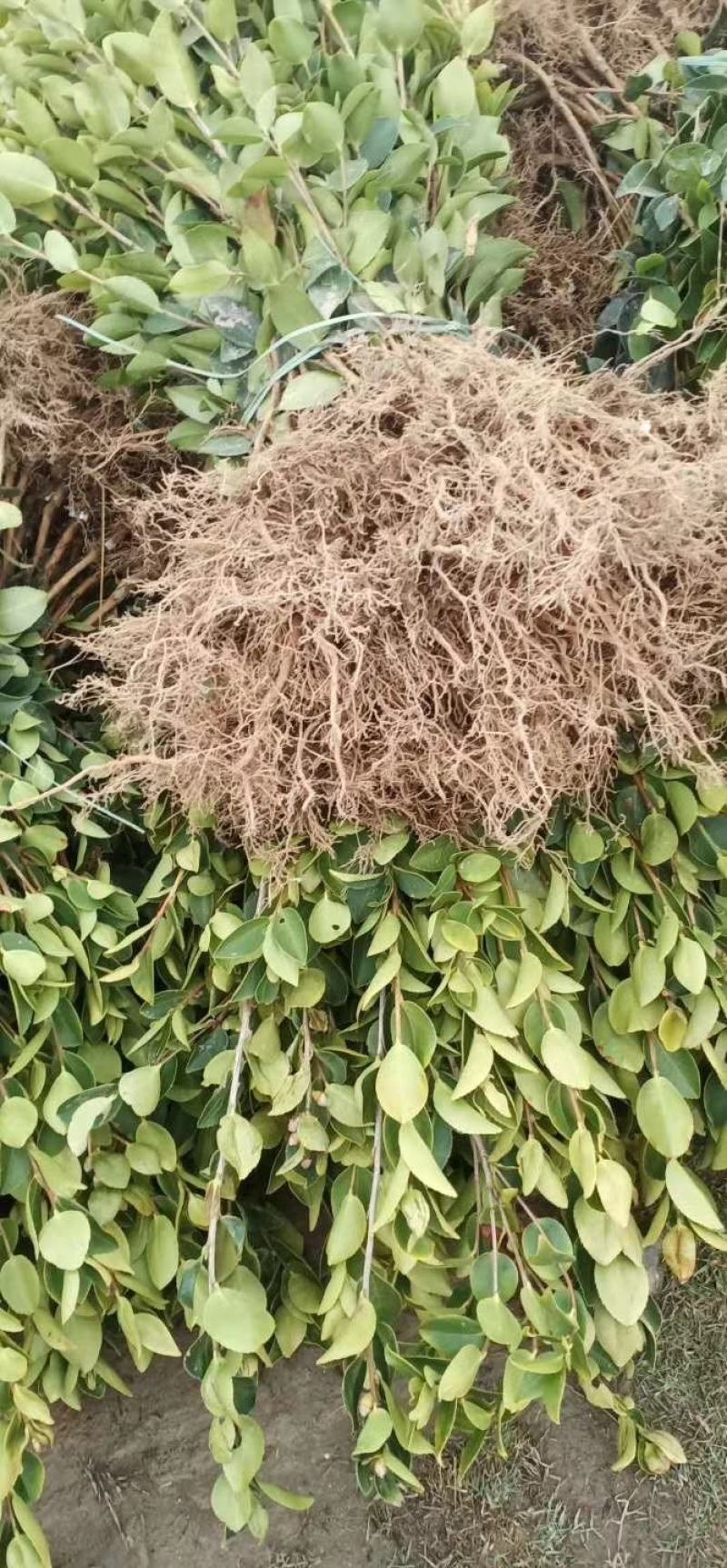 杯苗长林系列精品油茶小苗地苗裸根苗都有货
