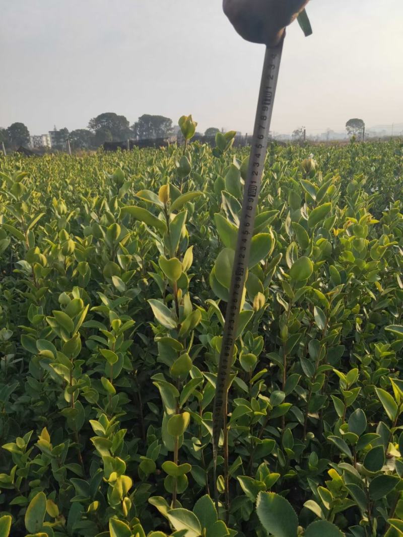 杯苗长林系列精品油茶小苗地苗裸根苗都有货