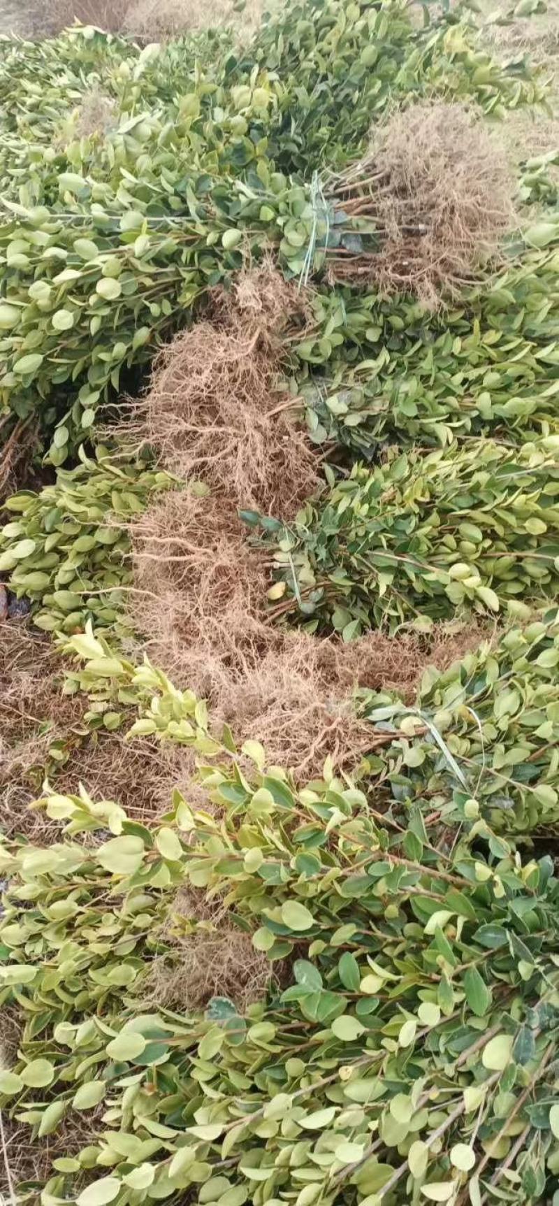 杯苗长林系列精品油茶小苗地苗裸根苗都有货