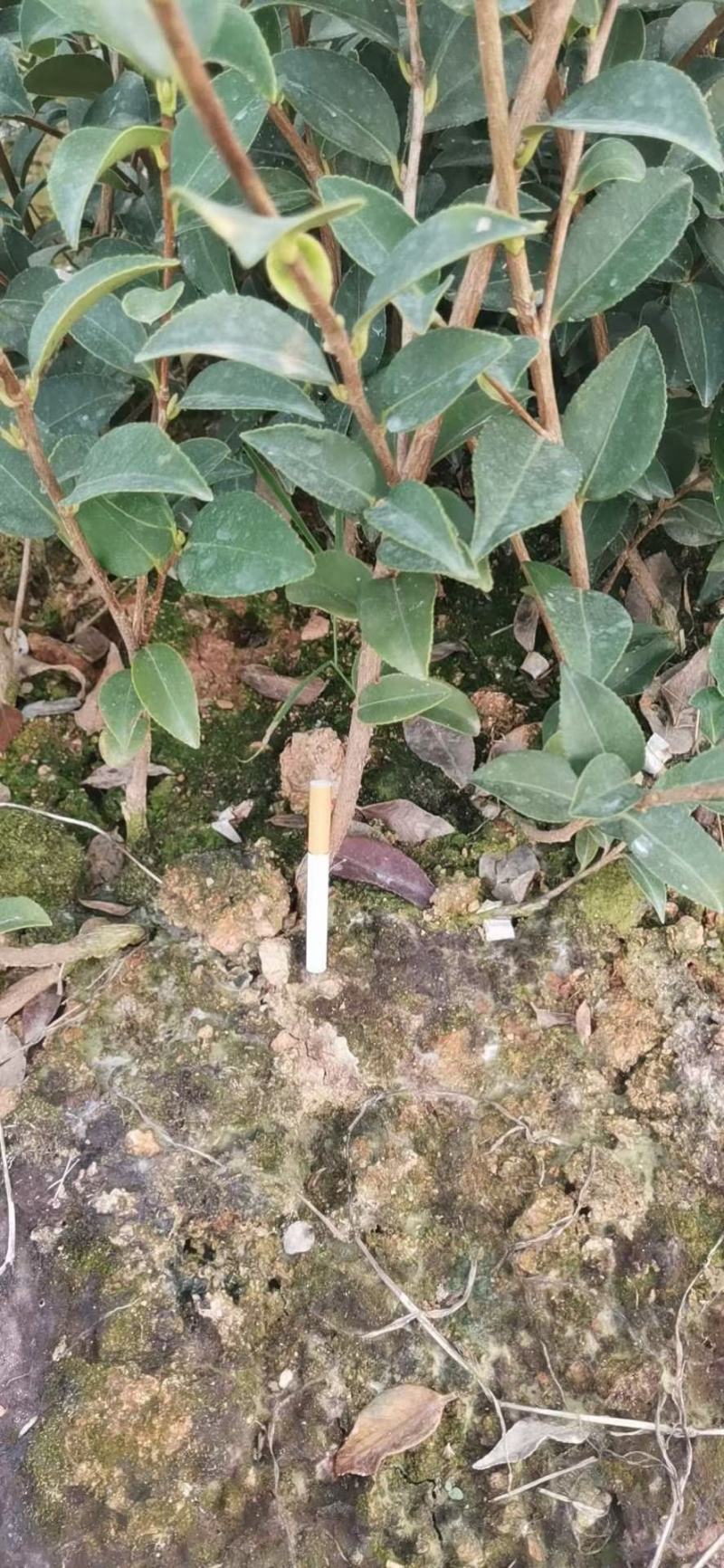 杯苗长林系列精品油茶小苗地苗裸根苗都有货