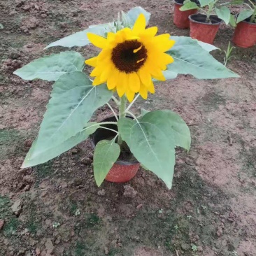 向日葵开花向日葵盆栽向日葵种植基地