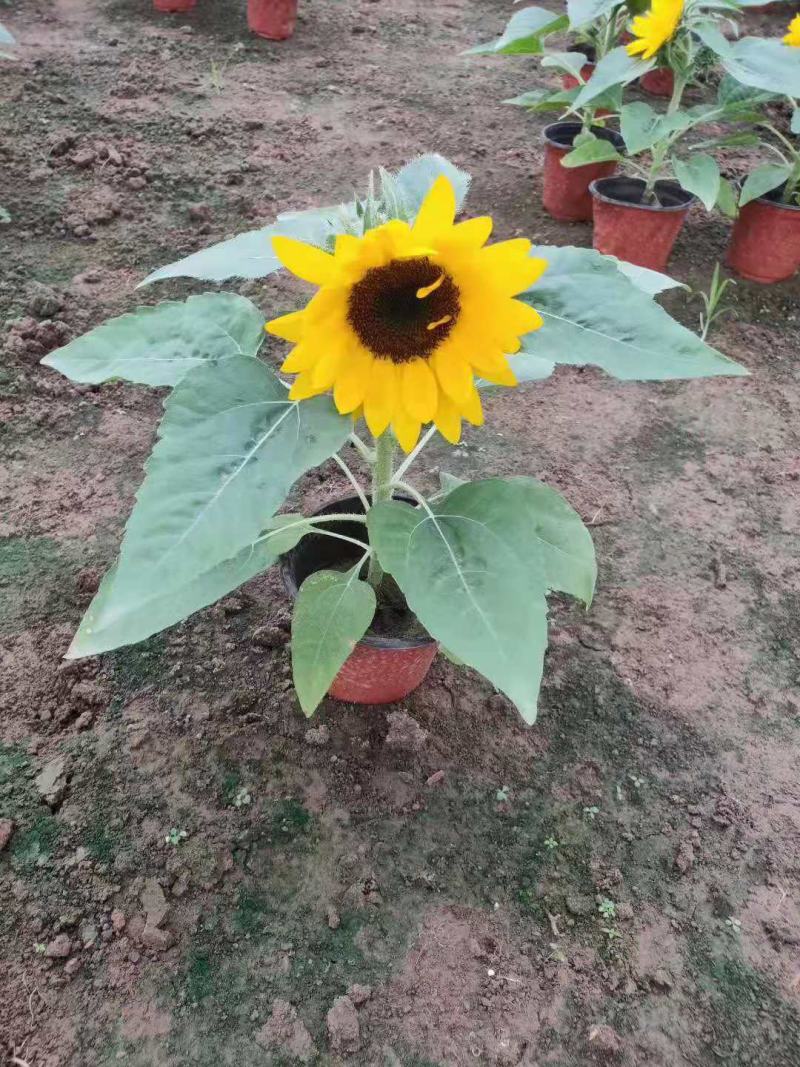 向日葵开花向日葵盆栽向日葵种植基地