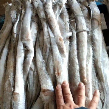 小刀鱼路冻精品东海捕捞