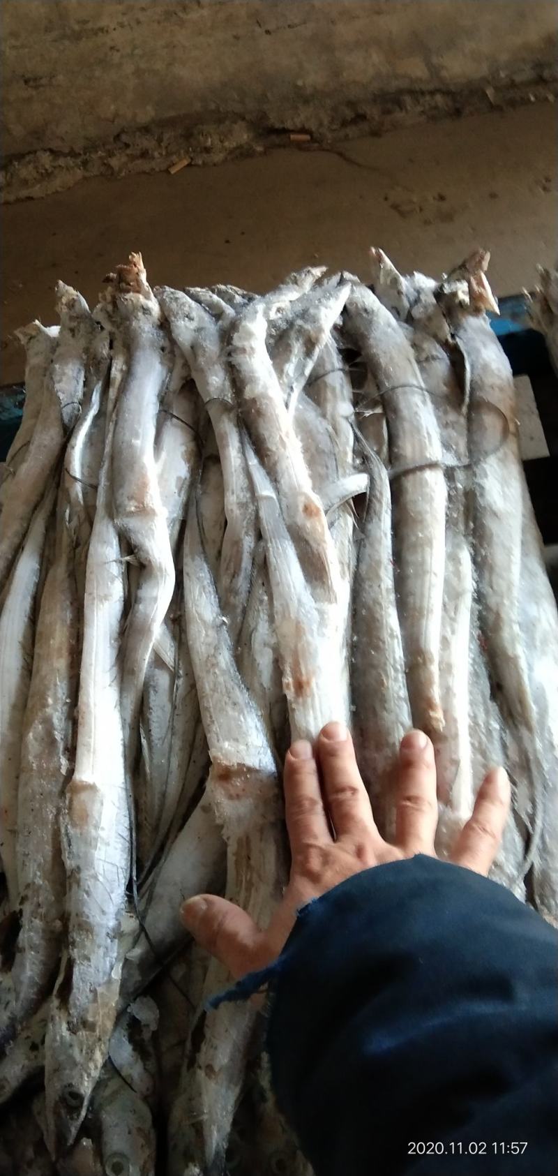小刀鱼路冻精品东海捕捞