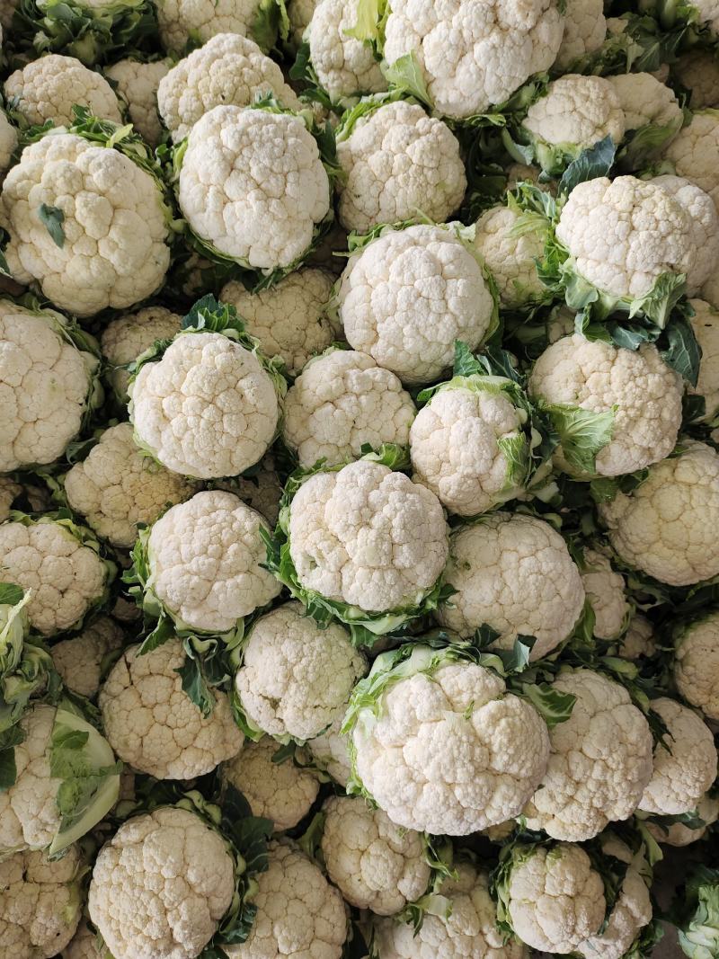 花菜，乳白，1到3斤左右，承接加工厂，商超，产地直供