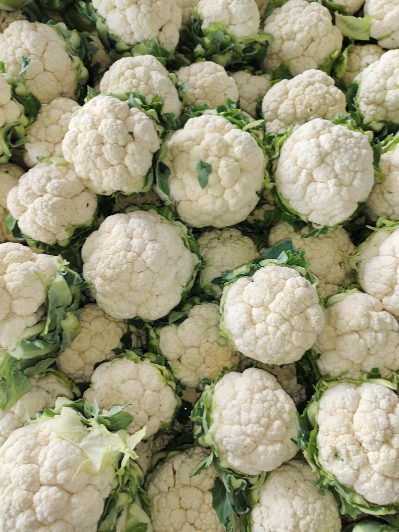 花菜，乳白，1到3斤左右，承接加工厂，商超，产地直供
