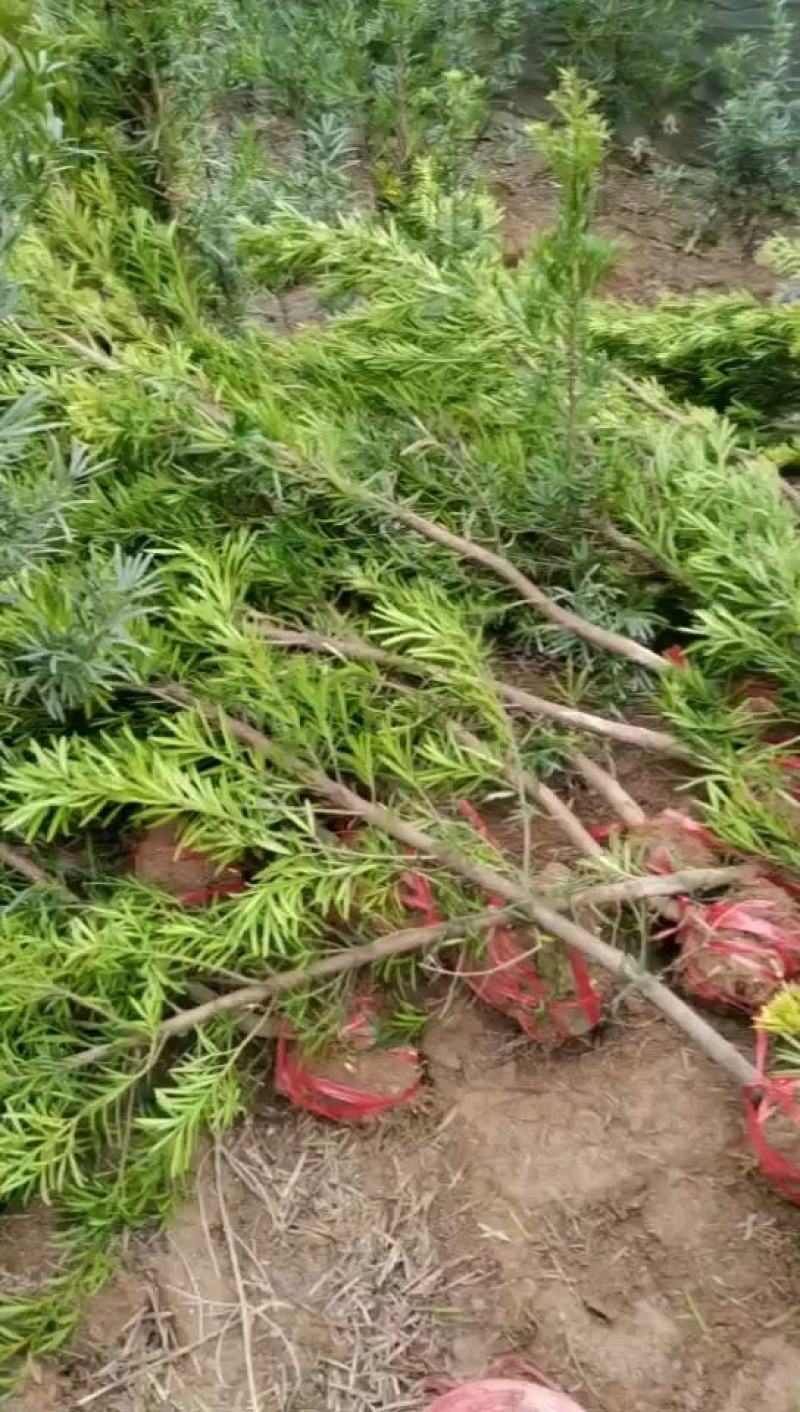 2公分罗汉松苗，江西中叶罗汉松，自家苗圃直供，自产自销