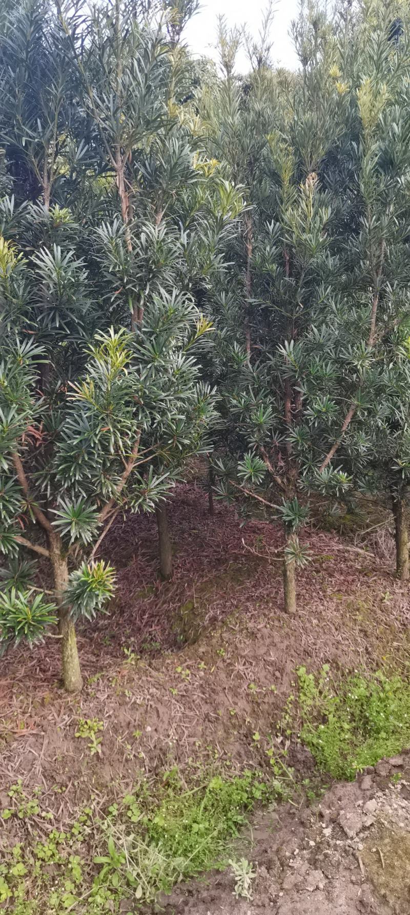 2公分罗汉松苗，江西中叶罗汉松，自家苗圃直供，自产自销