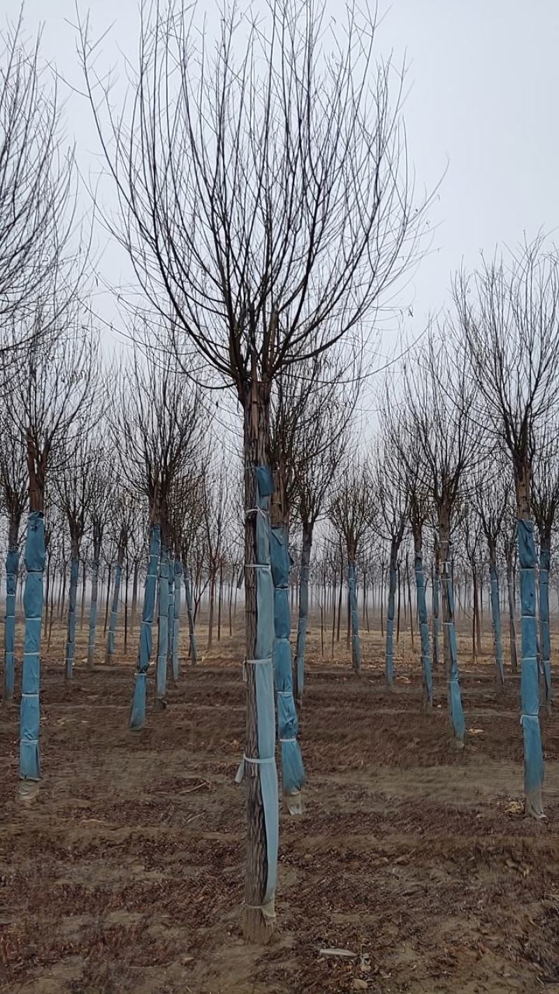 长庚苗圃长年出售各种绿化苗木国槐香花槐垂柳