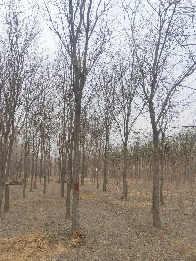 长庚苗圃长年出售各种绿化苗木国槐香花槐垂柳