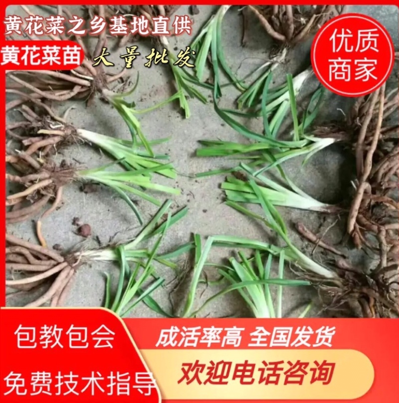 黄花菜种苗高产量黄花菜苗子免费提供技术指导农业扶贫项目