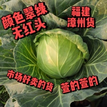 个头均匀颜色翠绿无红头质量保证精品甘蓝包菜大量供应