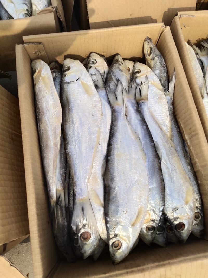 咸鱼白鳞鱼咸鱼咸香鱼清蒸鱼腌制海鱼海鲜批发