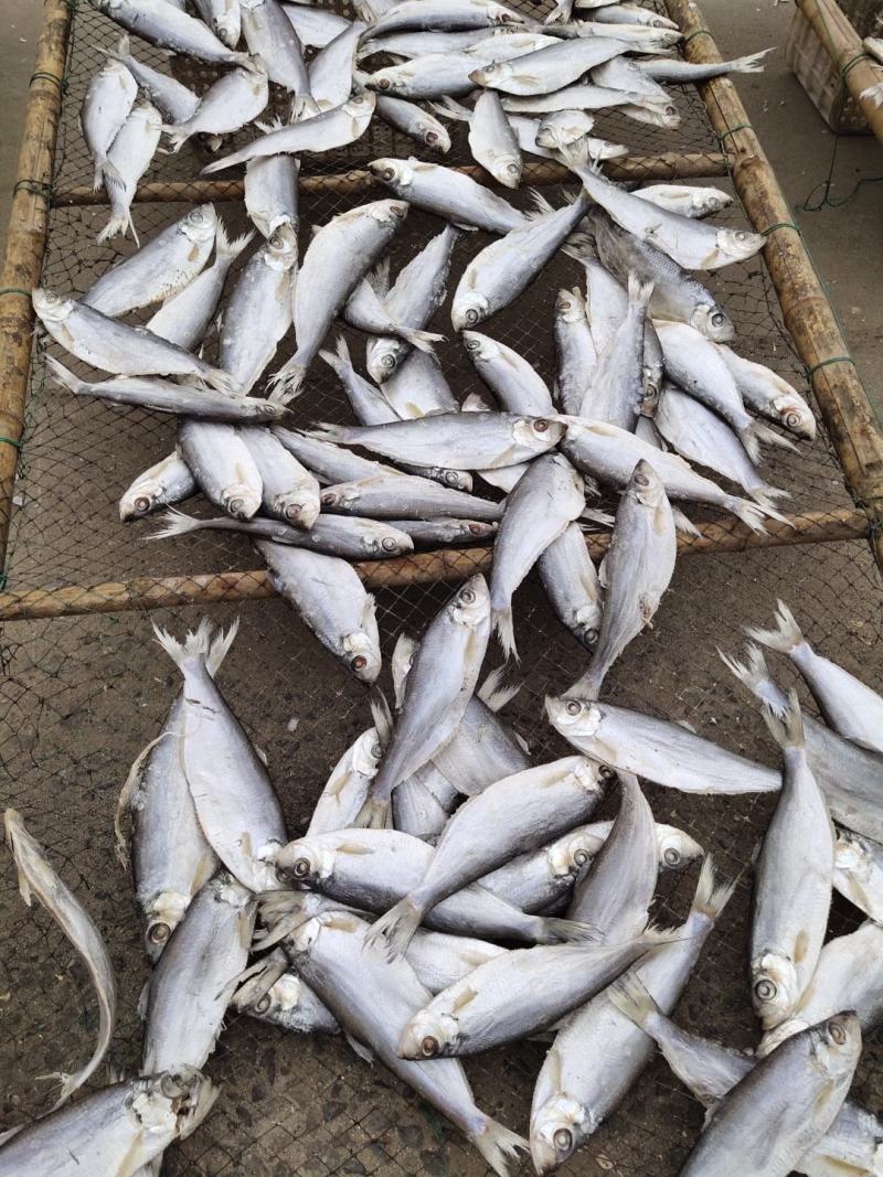 咸鱼白鳞鱼咸鱼咸香鱼清蒸鱼腌制海鱼海鲜批发