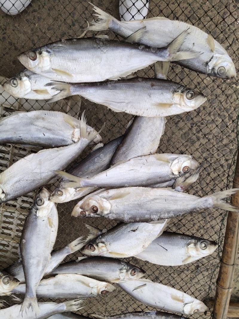 咸鱼白鳞鱼咸鱼咸香鱼清蒸鱼腌制海鱼海鲜批发