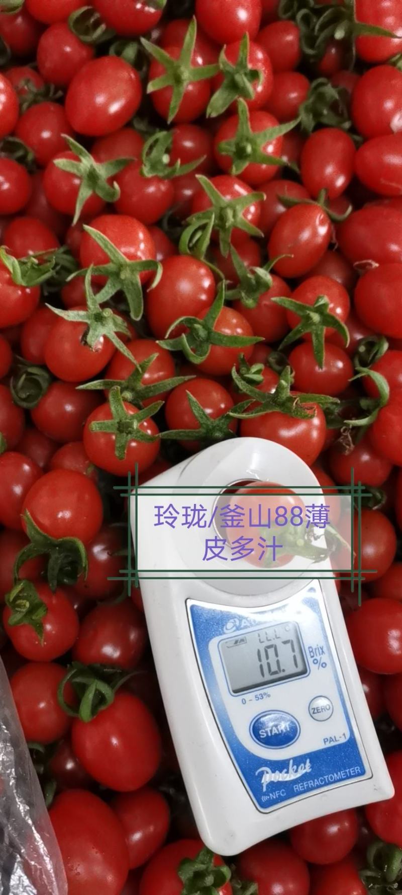 釜山88/玲珑小番茄！薄皮多汁！香甜可口！馈赠佳品！