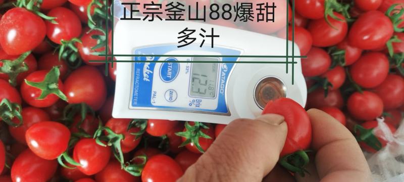 釜山88/玲珑小番茄！薄皮多汁！香甜可口！馈赠佳品！
