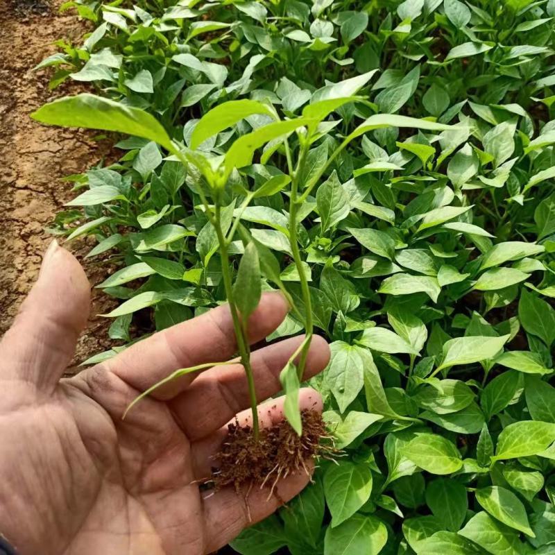 辣椒苗薄皮青椒苗泡椒苗薄皮椒产量大免费提供技术支持