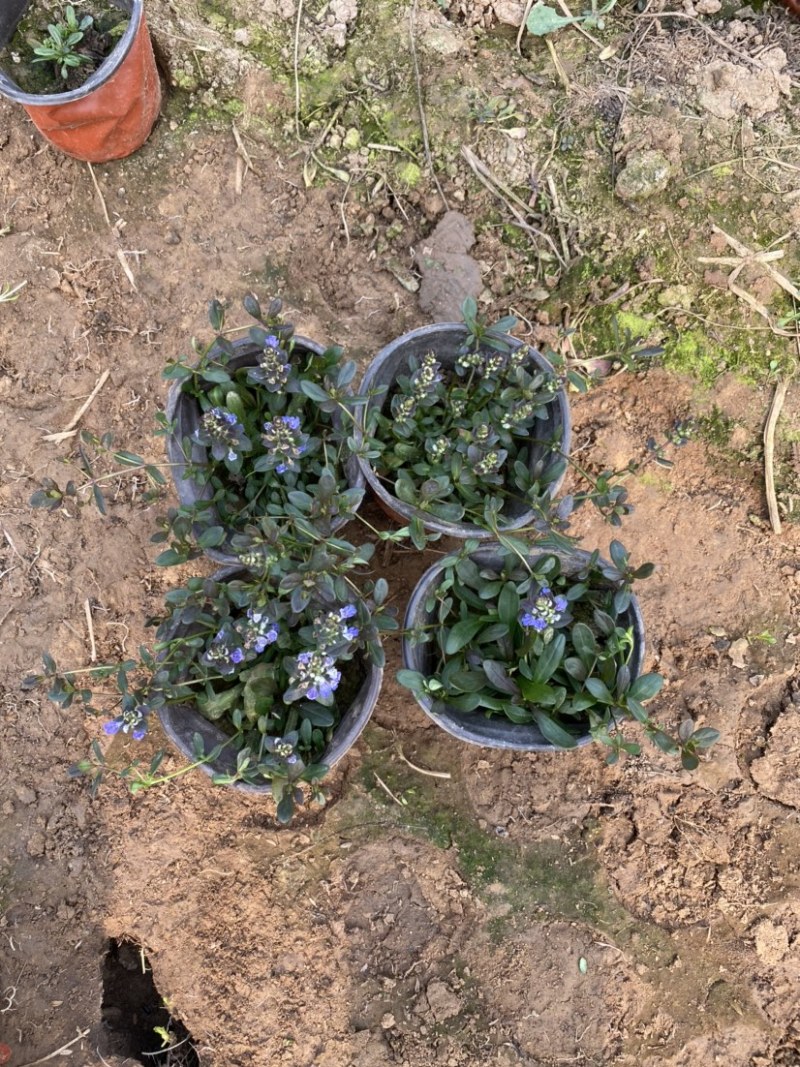 多花筋骨草价格。多花筋骨草。种植基地。自产自销。低价处理