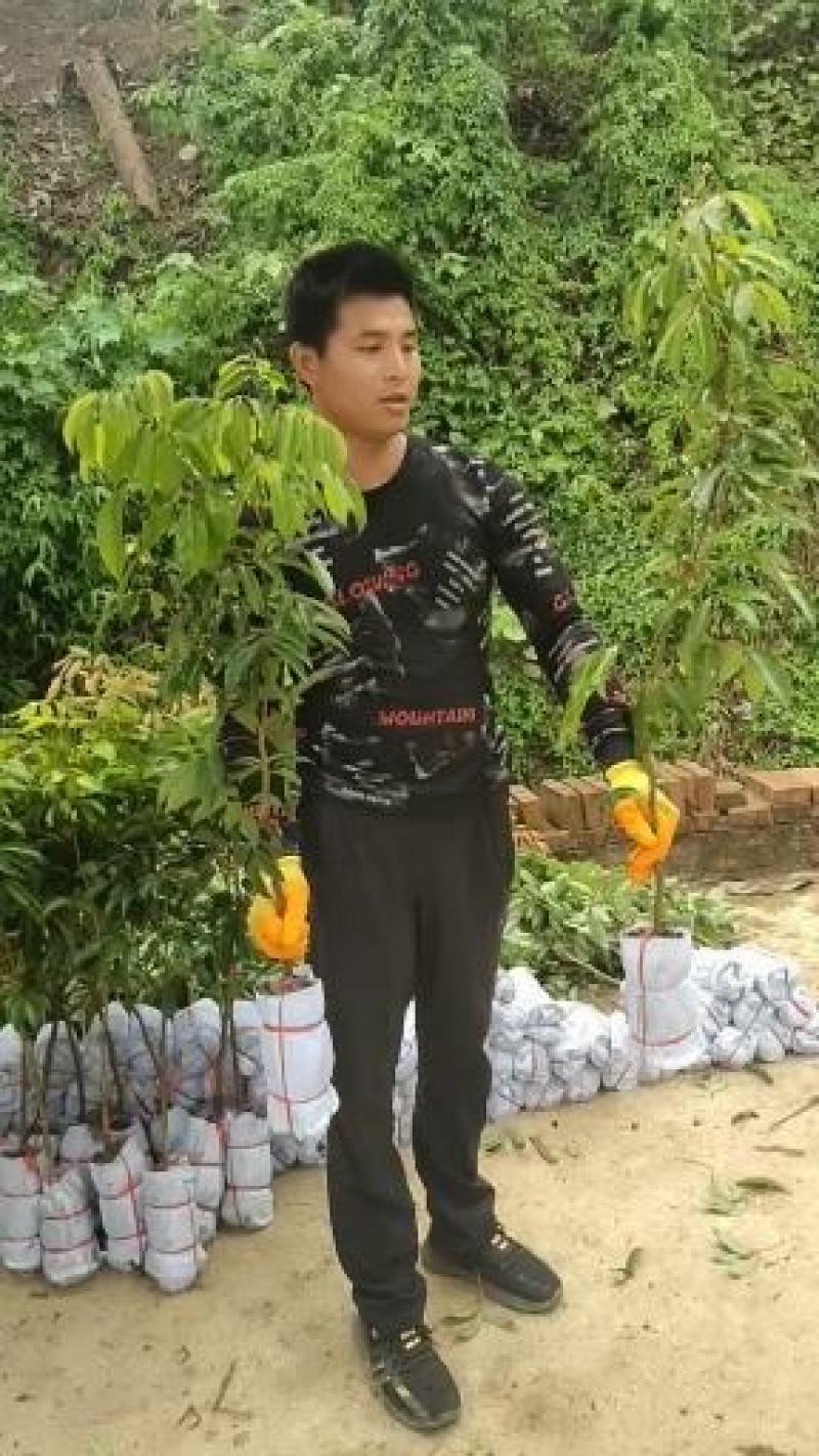 桂味荔枝苗地苗打泥球杯苗等等现苗基地直供
